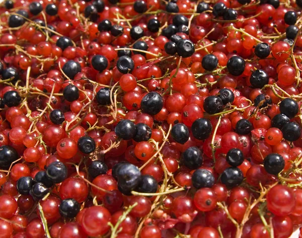 somun ve bilberry