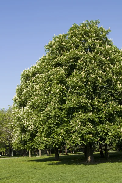 Árvore castanha grande — Fotografia de Stock