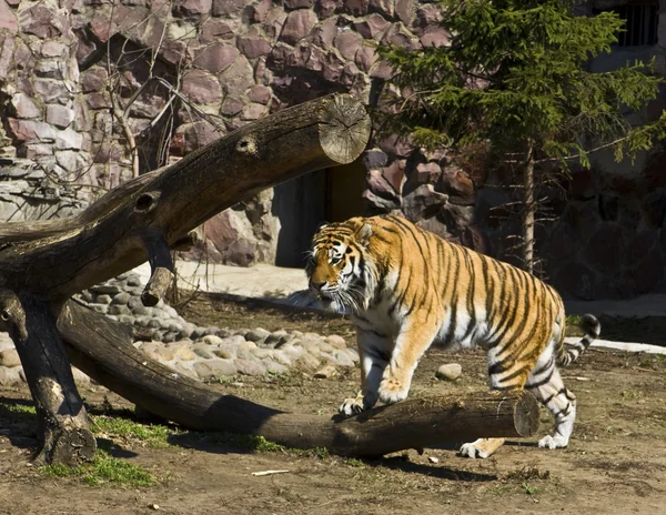 Tiger, Moscow zoo — Stock Photo, Image