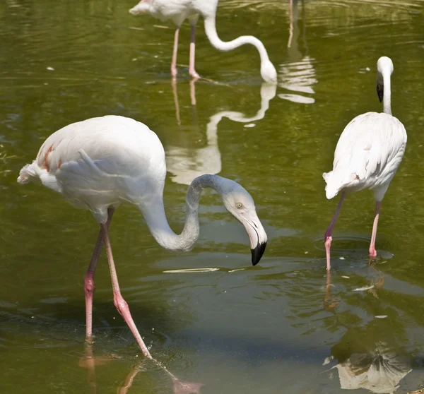 Flamingo biały — Zdjęcie stockowe