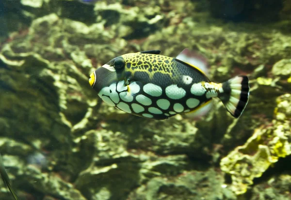 Clown triggerfish (Balistes conspicillum) Stock Image