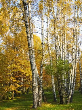 Golden birches