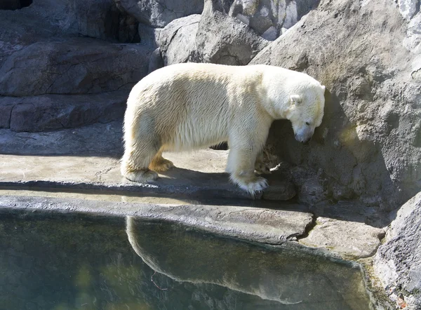 白北极熊 — 图库照片
