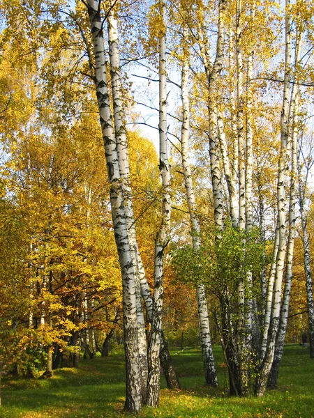 Golden birches — Stock Photo, Image