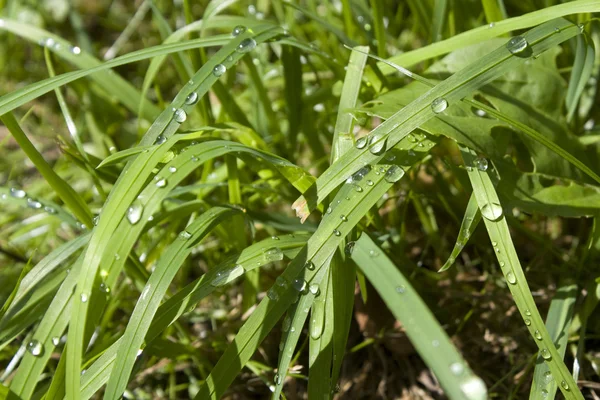 Droppar vatten på gräs — Stockfoto