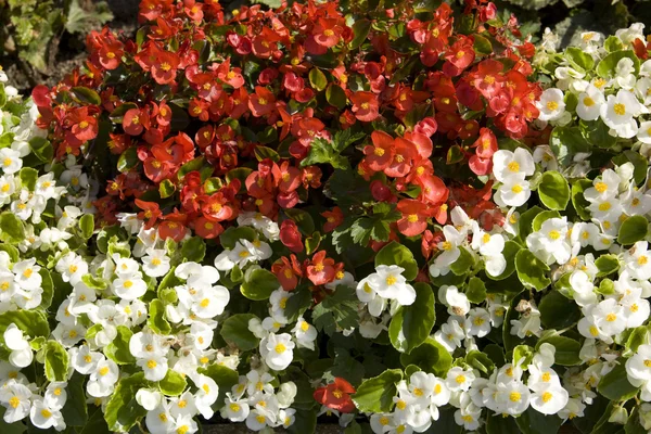 Červené a bílé begonia — Stock fotografie