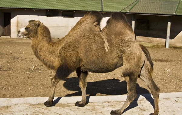 Καμήλα, ζωολογικό κήπο Μόσχας — Φωτογραφία Αρχείου