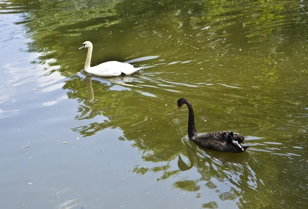 Two swans, black and white — Stock Photo, Image