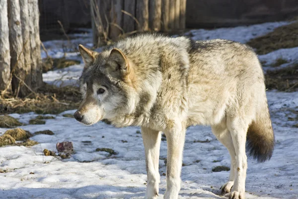 Волк, зима — стоковое фото
