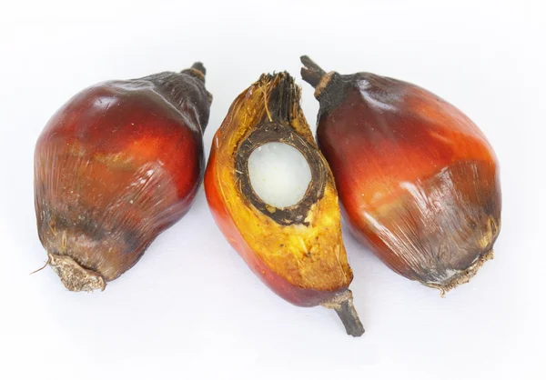 Palm Oil seeds — Stock Photo, Image