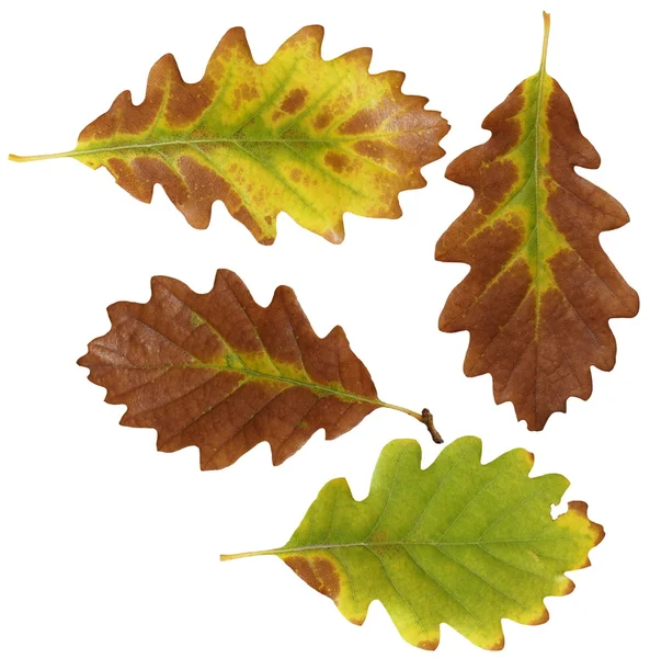 Impostare autunno foglie gialle quercia isolato su sfondo bianco — Foto Stock