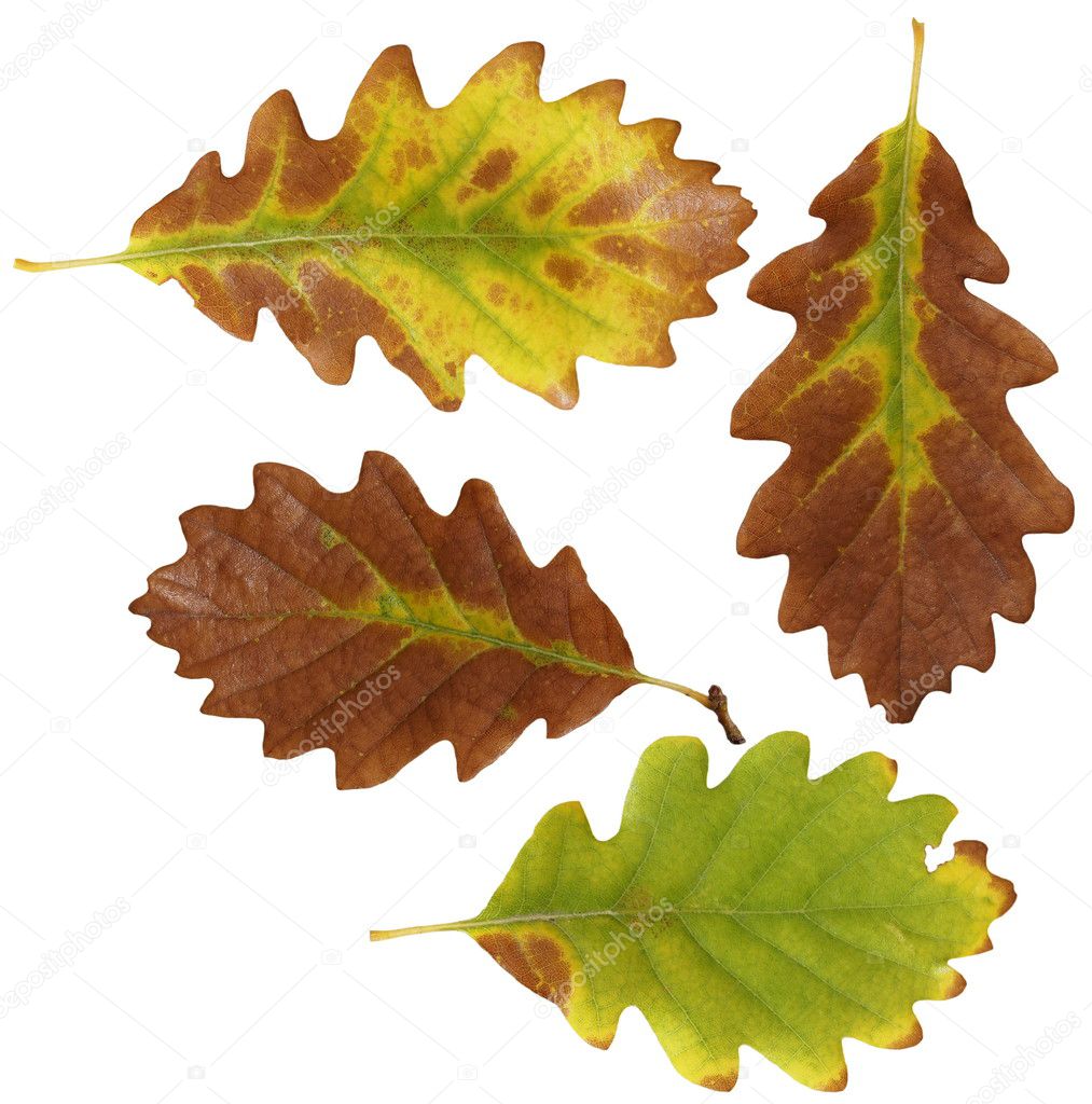 Set autumn yellow leaves oak isolated on white background