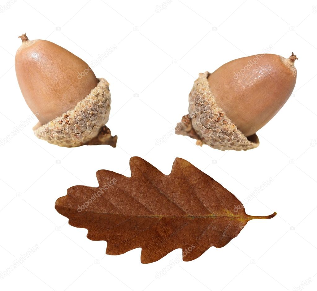 Acorn and oak leaf isolated on white background,