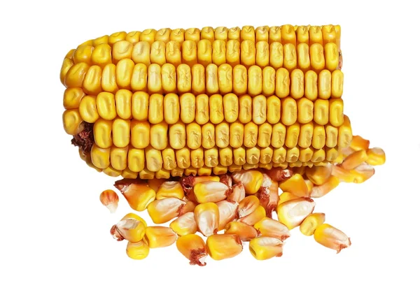 Кукурузный початок на белом фоне — стоковое фото