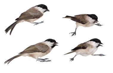 Set Marsh Tit isolated on white, Parus palustris clipart