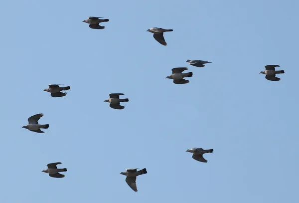 Flock of birds, Wood Pigeon, Columba palumbus — Stock Photo, Image