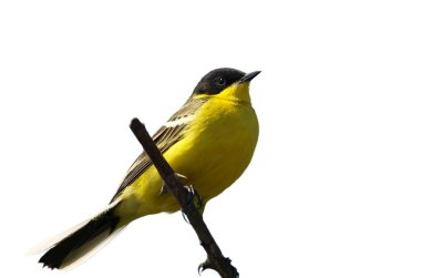 Yellow Wagtail isolated on white background, Motacilla flava clipart