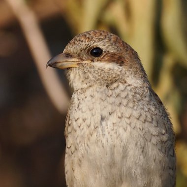 lanius collurio destekli portre kırmızı örümcek