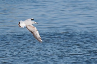 Kara kafalı martı uçuyor, Larus ridibundus