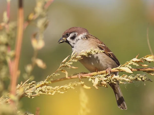Tree Sparrow, Passer montanus — Stock Photo, Image