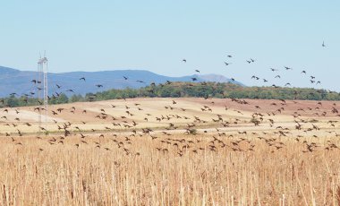 akın, kuşlar, ortak starling, sturnus vulgaris