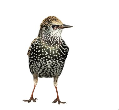 Starling isolated on white background, Sturnus vulgaris clipart