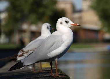 siyah başlı martı (Larus ridibundus)