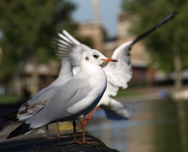 siyah başlı martı (Larus ridibundus)