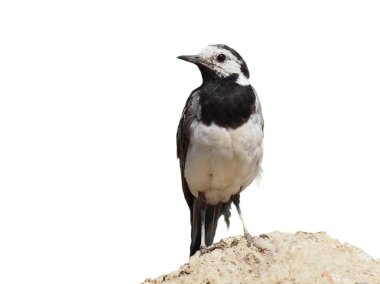 White Wagtail isolated on white background, motacilla alba clipart