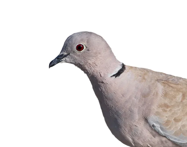 Gekraagde Dove geïsoleerd op een witte achtergrond (Streptopelia turtur) — Stockfoto