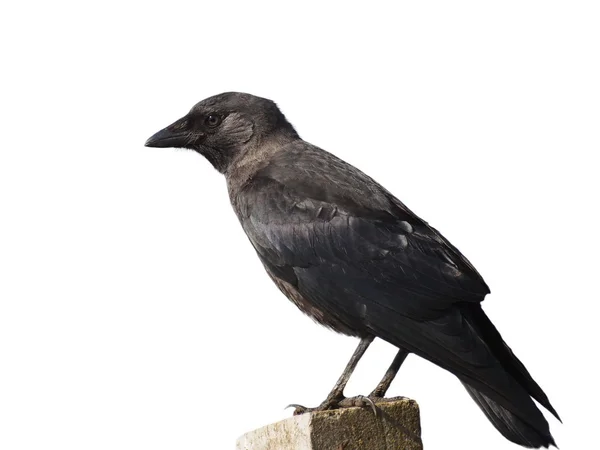 Jackdaw isolato su sfondo bianco, Corvus monedula — Foto Stock
