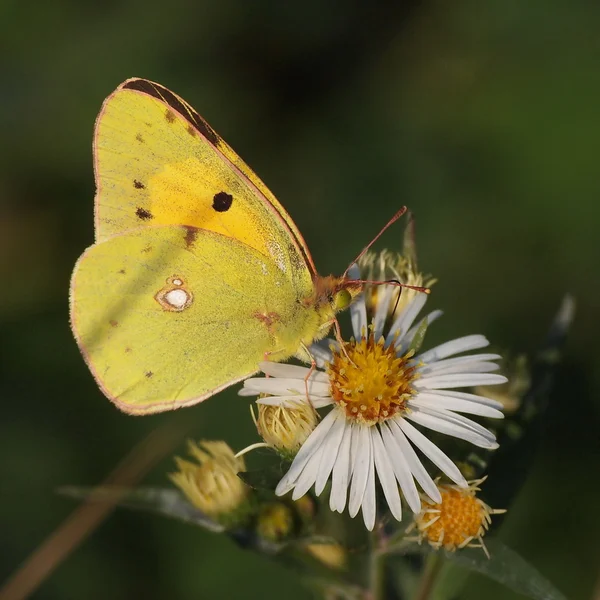 Желтая бабочка на цветах ромашки — стоковое фото