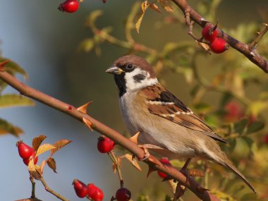 dalı, passer montanus ağaç serçesi