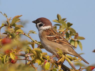 dalı, passer montanus ağaç serçesi