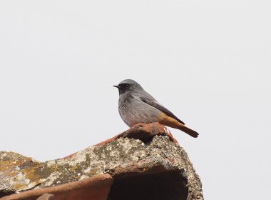 Siyah Kızılay, Phoenicurus ochruros