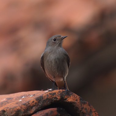 Siyah Kızılay, Phoenicurus ochruros