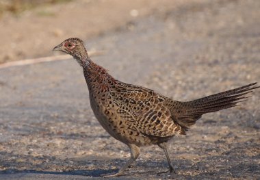 Yaygın sülün, Phasianus colchicus