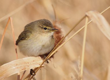 ortak çıvgın, phylloscopus collybita