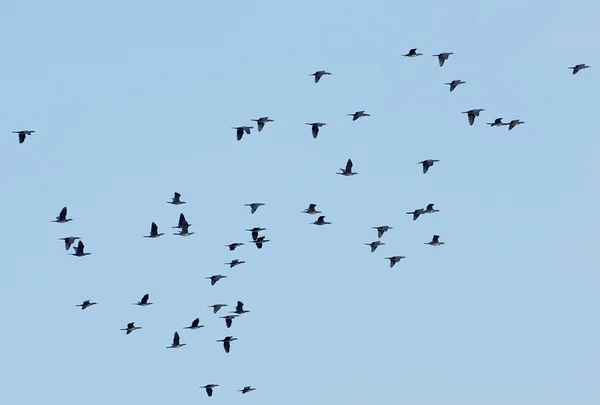 Flock of birds (Pygmy Cormorants) — Stock Photo, Image