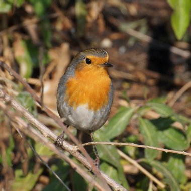 Robin (Erithacus rubecula)