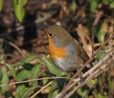 Robin (Erithacus rubecula)