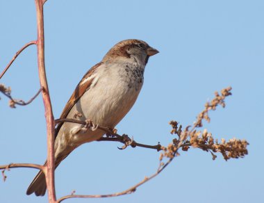 Evi sparrow, passer domesticus