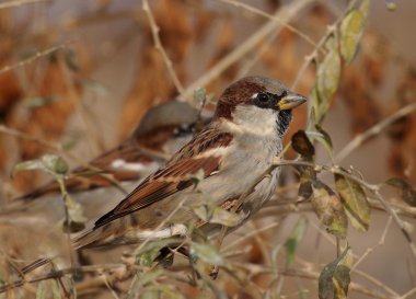 Evi sparrow, passer domesticus