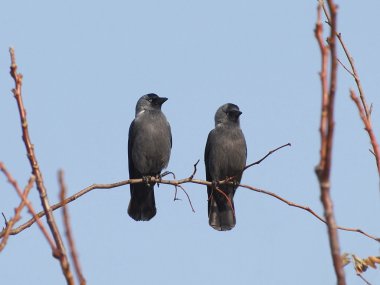 Two Jackdaw on branch, Corvus monedula