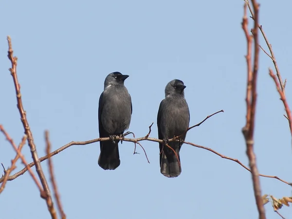 stock image Two Jackdaw on branch, Corvus monedula