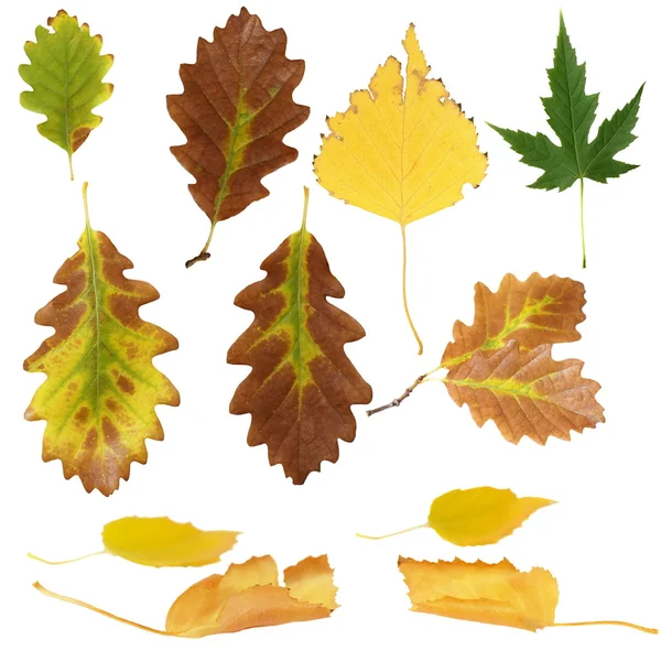 Photo of various autumn leaves isolated on white background — Stock Photo, Image