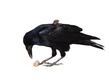 Rook with walnut isolated on white background, Corvus frugilegus clipart