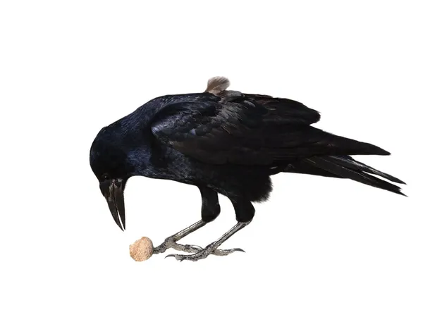Ладья с грецким орехом изолированы на белом фоне, Corvus frugilegus — стоковое фото