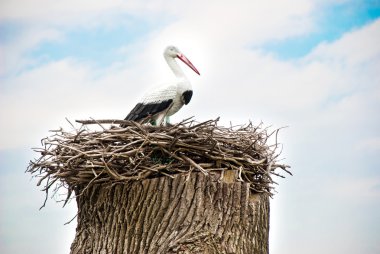 Stork nest clipart