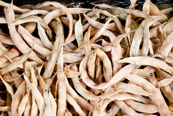 stock image Bean pods